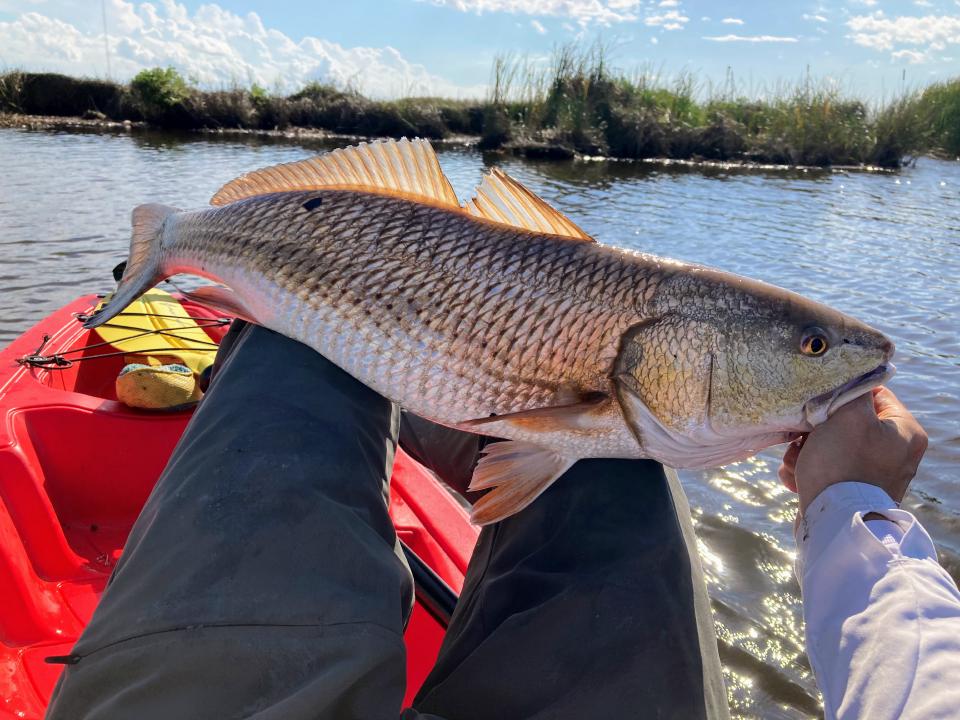 redfish