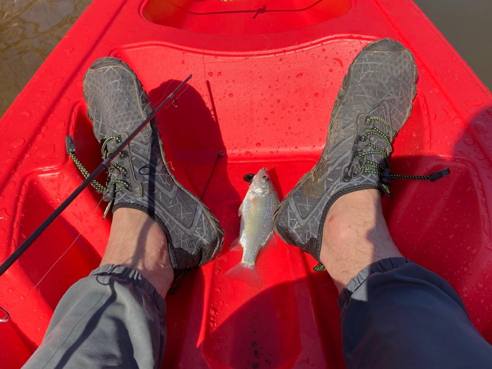 断竿钓到美洲狼鲈