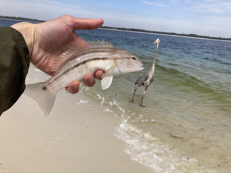 Jetty fishing on Fort Pickens