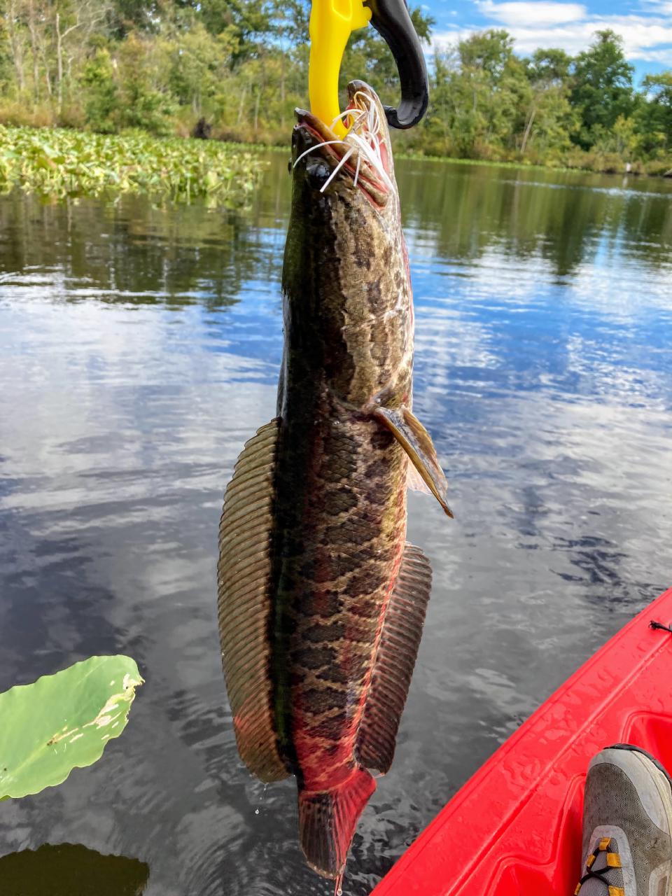 snakehead