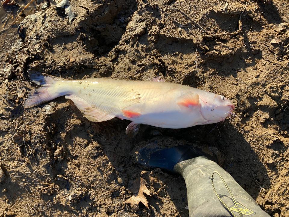 Cauthgt winter catfish