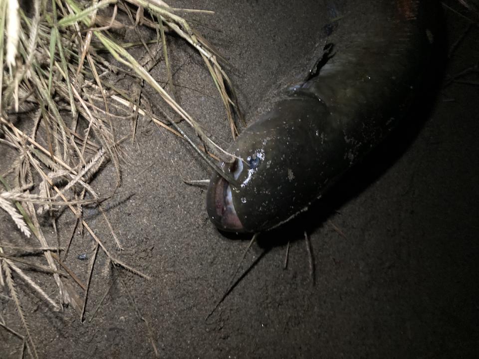 Amur catfish caught in Tama River