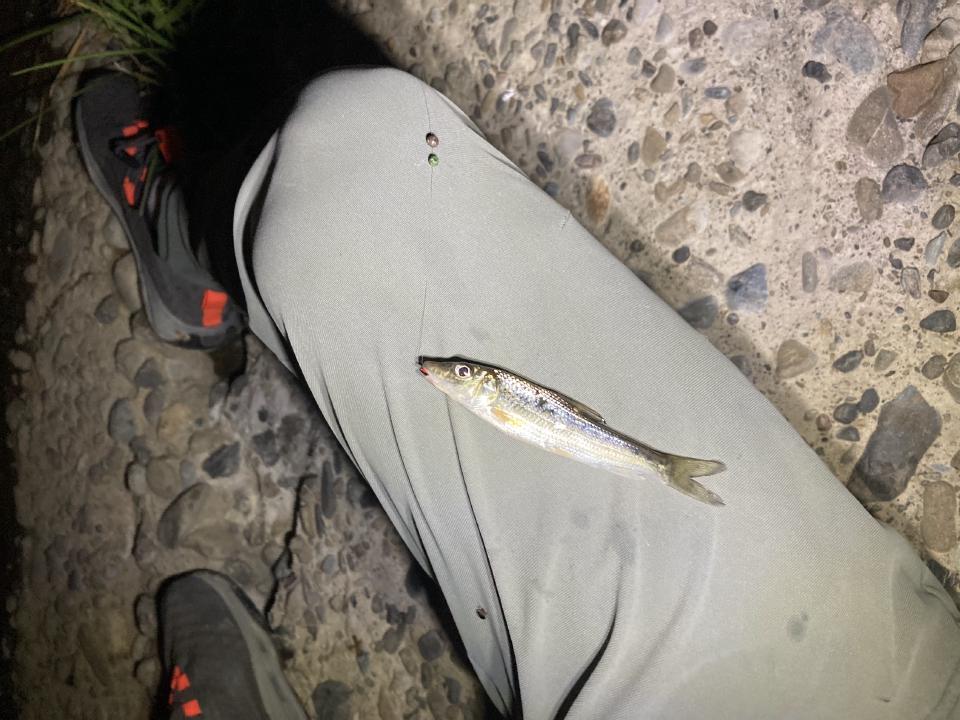 ChatGPT had a hard time identifying ni-koi